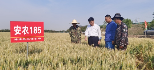 （0703主稿）马传喜：“麦”步走向“希(4874961)-20240703100326