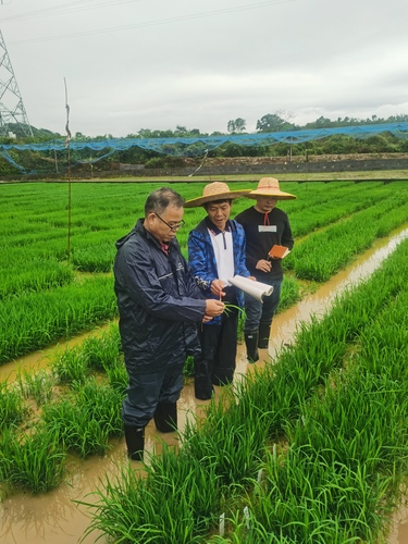 黄显良（左一）正在农田里调研农作物生长情(5194537)-20240821073018