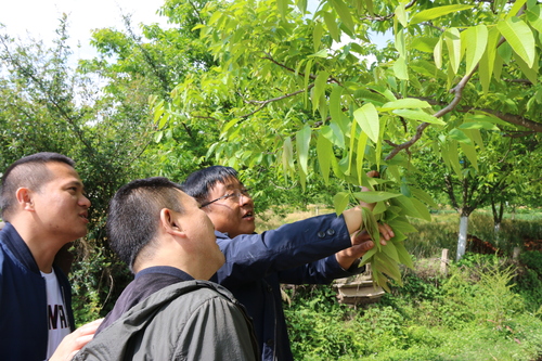 （1011）“核桃委员”彭继强(分离图)(5485869)-20241011151129