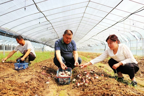 （1127）刘义来：林下“掘金”让村民致(5786214)-20241127105224