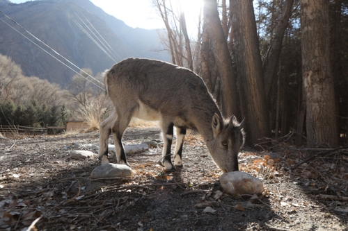 2025012161cf1c050692477aa4c1741f0a8d5e28_XxjnzxC007009_20250121_CBMFN0A002