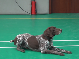 新春走基层丨警营“汪汪队”春节怎么过？