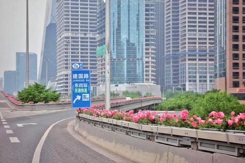 ▲5月5日，东三环国贸桥，桥体护栏上悬挂着长方形花箱，粉色月季在微风中摇曳生姿。新京报记者 薛珺 摄