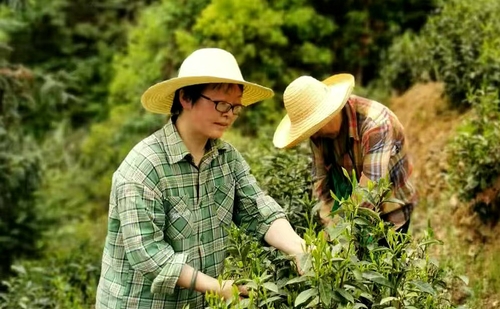 （6.9倒头条）俞娟：黄山深处茶香馥(分(7407201)-20250611085822