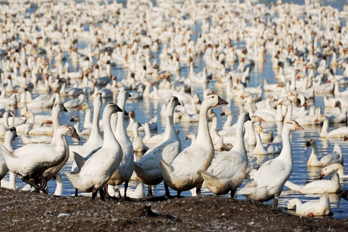 大鹅唱响致富歌%28分离图%29(7772047)-20250722081417