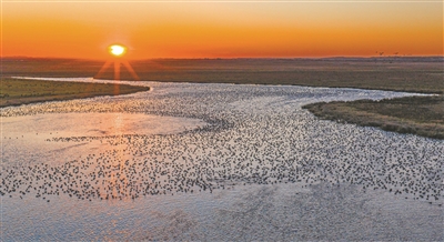 10月14日，候鸟在黑龙江挠力河国家级自然?；で诰奂?。 （新华社发）