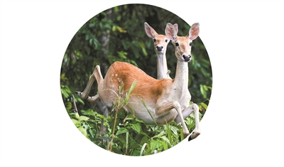 海南坡鹿在海南邦溪省级自然?；で诜杀? suffix=