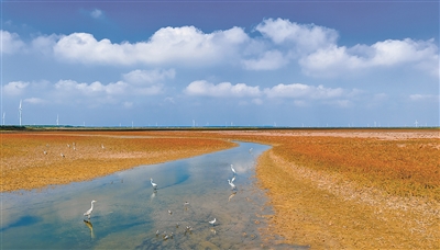 候鸟在江苏东台条子泥湿地栖息、觅食