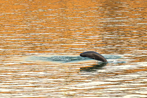 新华全媒头条｜长江禁渔五年，发生了哪些变(9095980)-20260109105949