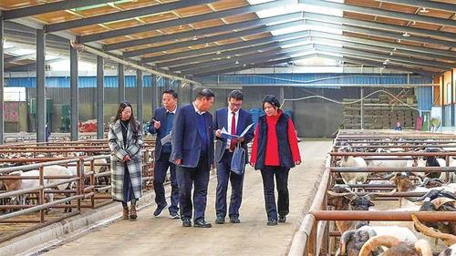 工行甘肃省分行员工在现场调查养殖户情况。