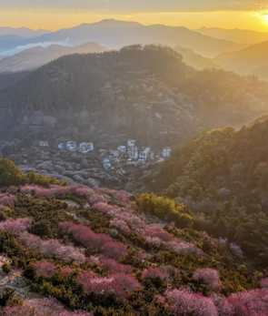 安徽黄山：卖花渔村梅花开