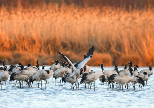 草海湖畔万鸟翔集（3）(9359073)-20260213091923