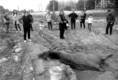 四川夹江县3头牛被3万多只蜜蜂群攻蜇死(图)