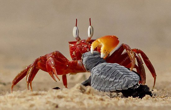 沙蟹欺负小海龟。