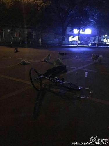 据了解，这位老奶奶是捡废品为生，收养了七八只流浪狗，现在这些流浪狗都不舍得走。