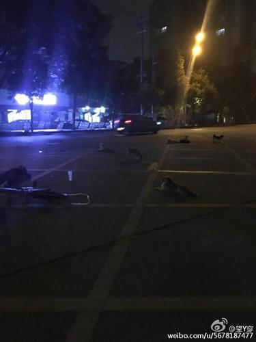 流浪狗围在老奶奶身边，都不舍得走。