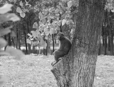 小猴 图片来自网络